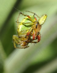 Cucumber green Spider (Araniella cucurbitina) mating  Northern Vosges Regional Nature Park  France