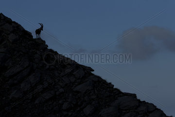 Silhouette of Alpine Ibex (Capra ibex) male at dusk  Alps   Switzerland.