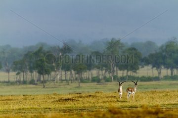 Kenya  Tsavo East National Park  Grant's gazelle (Gazella granti)  male