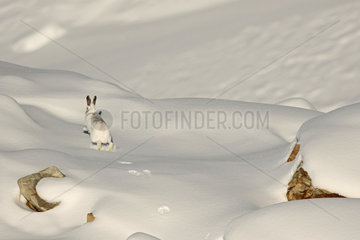Mountain Hare ( Lepus timidus ) running in intermediate coat   brown and white beginning of winter in the snow  Alps   Switzerland.