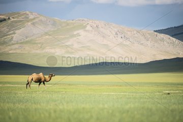 Bactrian camel (Camelus bactrianus) - Province of Khoevsgoel - Mongolia