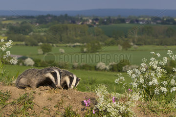 Badgers (Meles meles) Badger looking for food  England  Spring