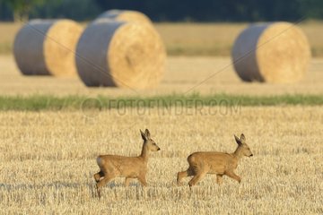 Western Roe deers (Capreolus capreolus) on Stubblefield  Fawns  Hesse  Germany  Europe