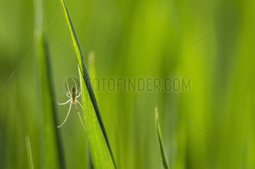 Tetragnatha spider (Tetragnatha sp) - Bourgogne - France