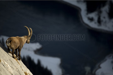 Alpine ibex (Capra ibex) male on cliff  Alps   Valais   Switzerland.