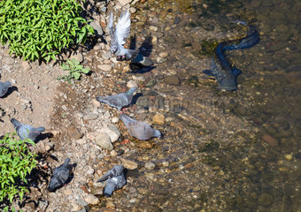 Wels Catfish (Silurus glanis) approaching a group of Pigeons shortly before an attack attempt. catfish predation phenomenon on pigeons. Occitania  France