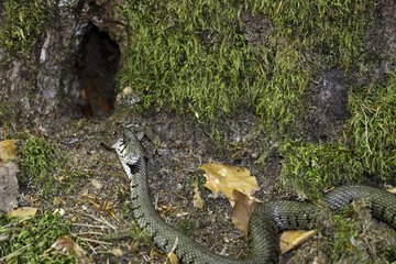 Grass snake ( Natrix Natrix ) capturing a common toad ( Bufo bufo ) at the foot of an oak   to the Pond Hanau   Philippsburg   Lorraine  France