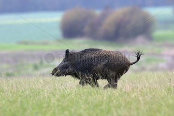 Eurasian wild boar (Sus scrofa) running in the grass  Grand Est  France