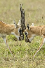 Kenya  Masai-Mara game reserve  Thomson's gazella (Gazella Thomsonii)  males fighting