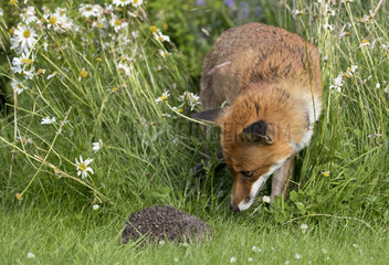 Red fox (Vulpes vulpes) Red fox looking at a hedgehog England  Summer