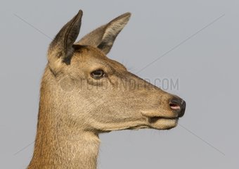 Red deer (Cervus elaphus) Hind head details  England  Autumn