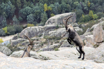 Spanish ibex (Capra pyrenaica) males fighting  Guadarrama National Park  Madrid  Spain