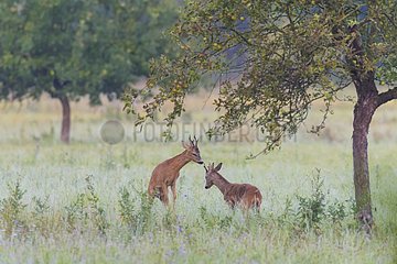 Western Roe Deers (Capreolus capreolus) fighting on Meadow  Roebuck  Hesse  Germany  Europe