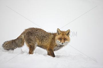 Red fox (Vulpes vulpes) walking in snow in winter
