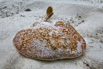 Small Panther electric ray (Torpedo panthera) in the lagoon  Indian Ocean  Mayotte.