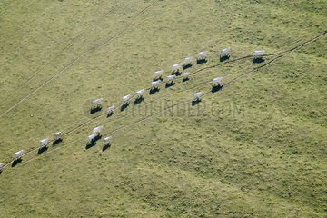 Herd of Charolaises cows going in a field