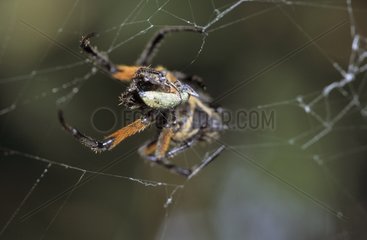 Spider on web Panama