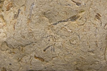 Tracks of sedimentation in a rock Ré Island France