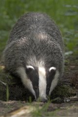 European Badger drinking in a puddle in France