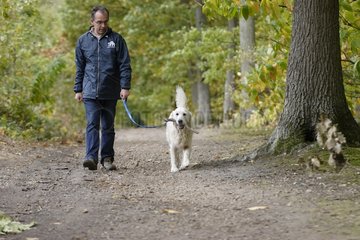 Volunteer ASPCA daily walking a golden retriever France