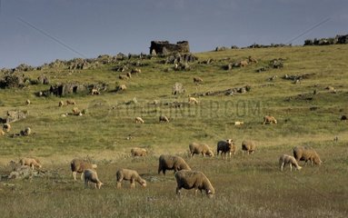 Herde von Schafpraxen im Steppenspanien