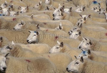 Herde des Schafs Schottland Großbritannien