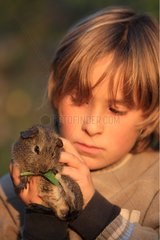 Guinea pig eating a leaf in the hand of a child France