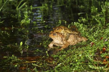Common toad ( Bufo bufo ) couple amplexus