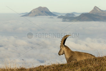 Alpine ibex (Capra ibex) male at rest  Valais Alps  Switzerland.