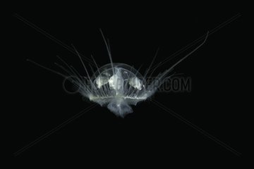 Craspedacusta sowerbii  freshwater jellyfish  phylum Cnidaria  invasive species. Lugano lake  Ticino  Switzerland