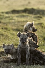 Kenya  Masai-Mara game reserve  spotted hyena (Crocuta crocuta)  young ones at the den