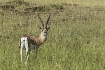 Kenya  Masai-Mara game reserve  Grant's gazella (Gazella granti)