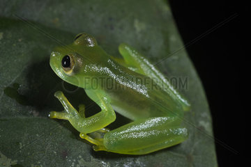 Emerald Glass Frog female in Omar Torrijos N.P. - Panama