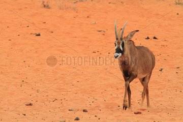 Roan antelope (Hippotragus equinus) walking on sand