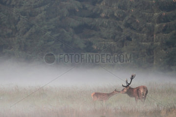 Old red deer (Cervus elaphus) smelling a fawn in the mist  Fagne  Wallonia  Belgium