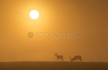 Red deer (Cervus elaphus) Deer silhouette at sunset  England  Autumn