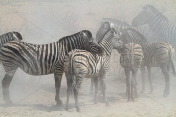 Burchell's zebra (Equus burchellii) in dust. Namibia