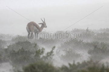 Springbok (Antidorcas marsupialis) in the stormy rain  Namibia