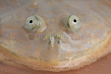 Portrait of Budgett's Frog (Lepidobatrachus laevis)