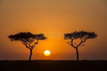 Kenya  Masai-Mara game reserve  at sunrise