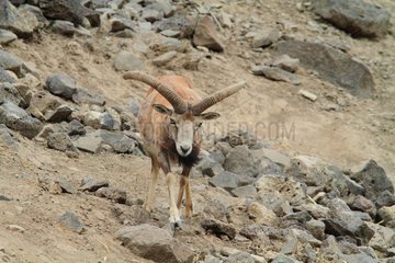 Armenian mouflon (Ovis orientalis gmelini)  male