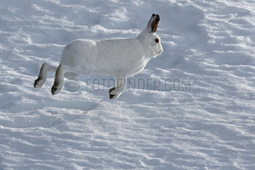 Mountain Hare ( Lepus timidus ) running in early winter white coat in the snow  Alps   Switzerland.