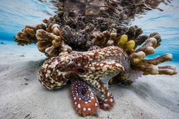 Octopus (Octopus sp) found refuge in sticking to a coral head in the lagoon  Mayotte  Indian Ocean.