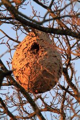 Nest of Asian predatory Hornet (Vespa velutina) in a tree