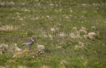 Curlew (Numenius atquata) bird standing in a meadow and calling  Shetland  Spring