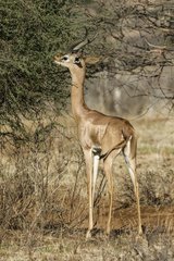 Kenya  Samburu game reserve  gerenuk (Litocranius walleri)  male feeding