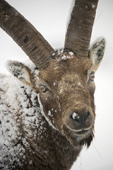 Portrait of Alpine ibex ( Capra ibex) male in the snow  Alps  Italy
