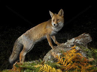 Red fox (Vulpes vulpes) at night in the fall  Spain