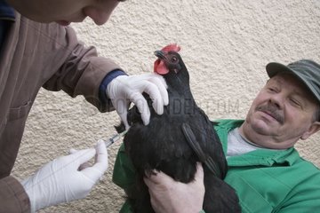 Vaccination d'une Poule noire contre la Grippe aviaire