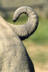 Tail of White Rhinoceros